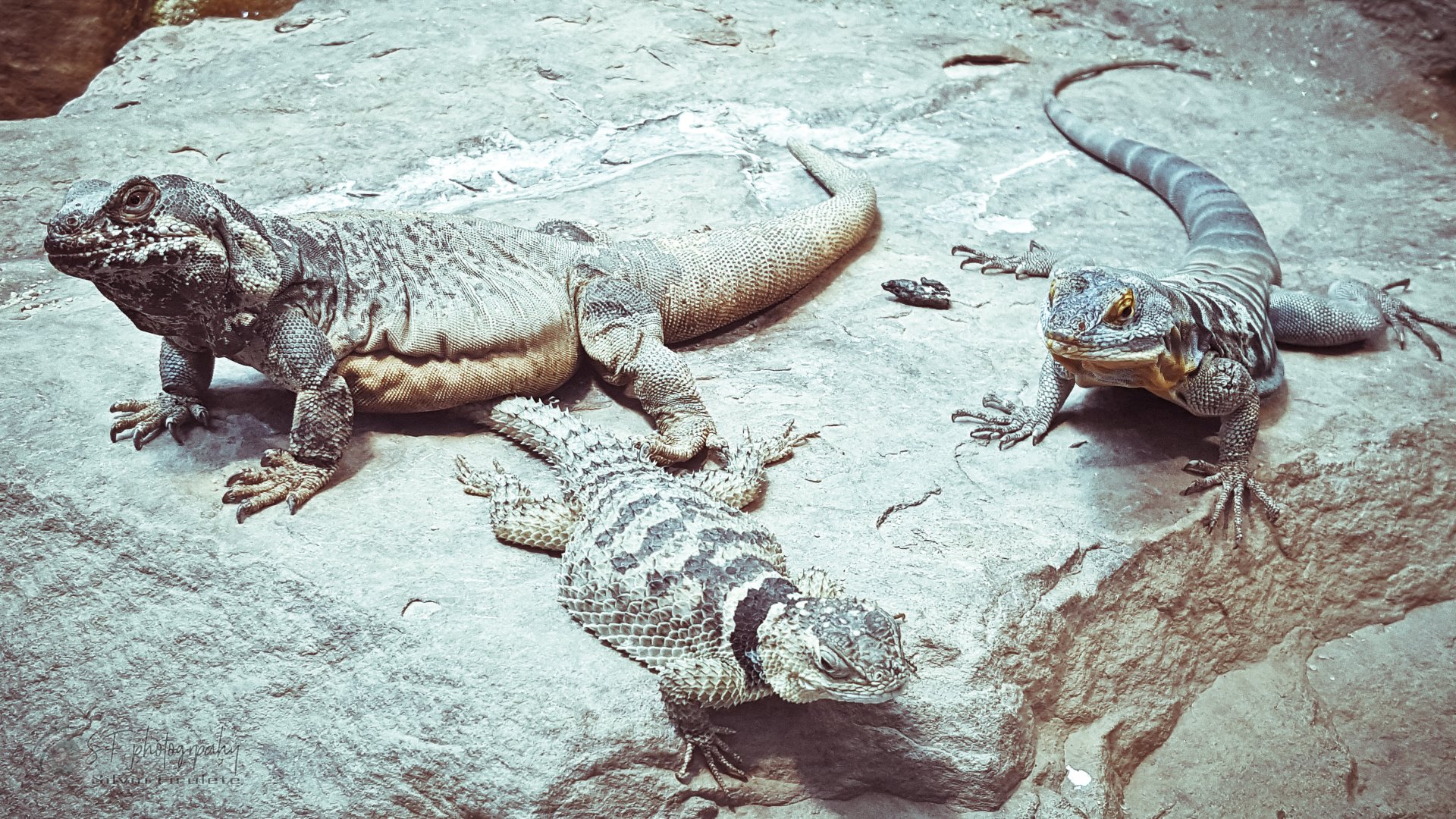 Animal Diversity